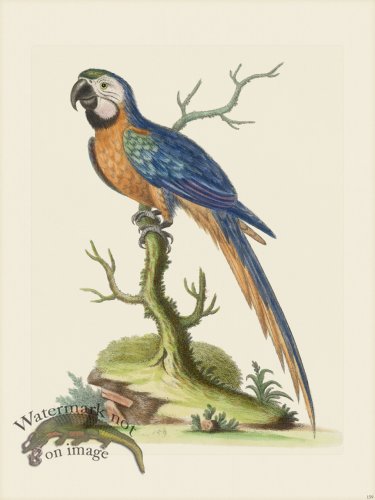 (image for) Edwards 159 Blue Yellow Maccaw