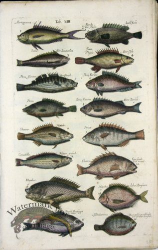 (image for) 1660_Sea_life_24