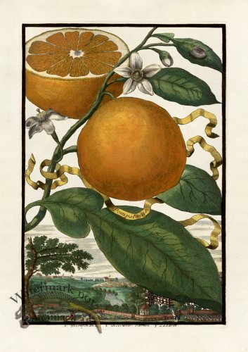 (image for) Volckamer 001