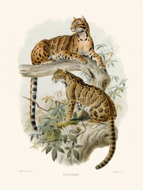 Elliot Cat 08 Clouded Leopard