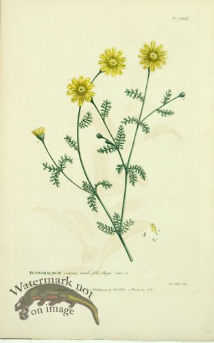 (image for) Philip Miller 121