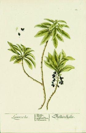 Blackwell German 119