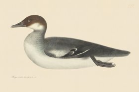 Rudbeck CFA 227 Red Headed Smew