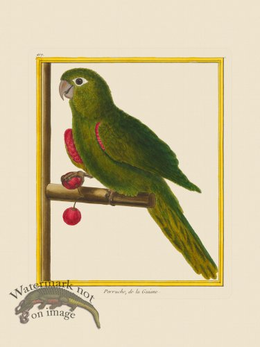 (image for) Martinet Bird 407