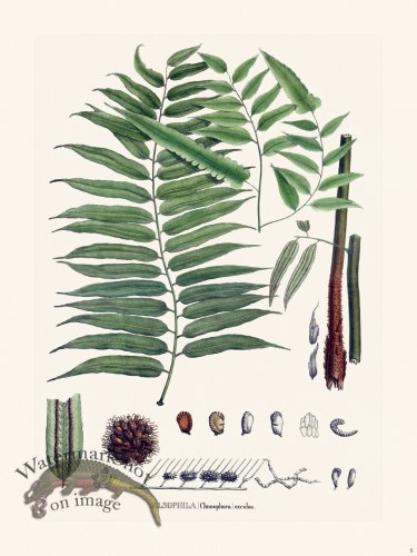 (image for) Ferns of Brazil 05