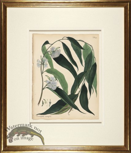 (image for) Andrews Botanicals in Gold Frame 02
