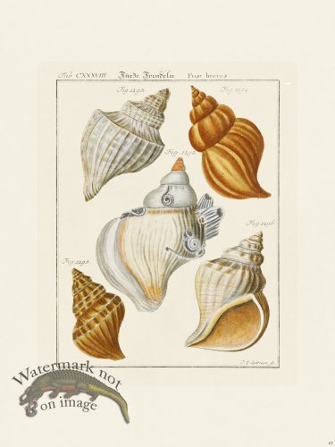 (image for) Martini Shells 067