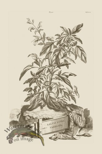 (image for) Abraham Munting 236