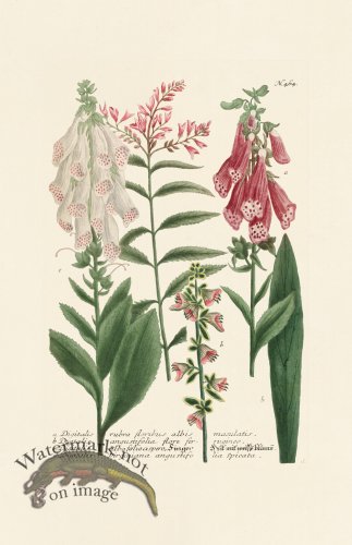 (image for) Weinmann PL 464