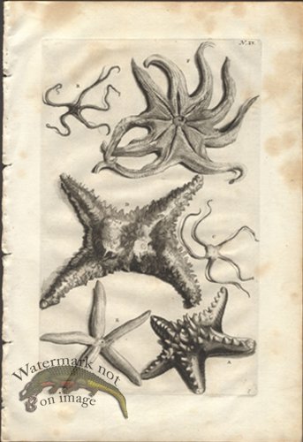 (image for) Rumphius 15