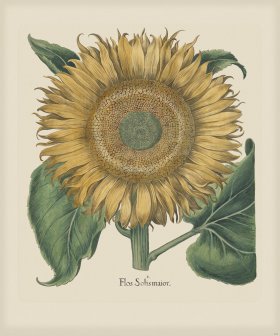 Besler 204 Colored B2