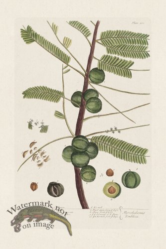 (image for) BEE 400 The Emblick Myraobakan