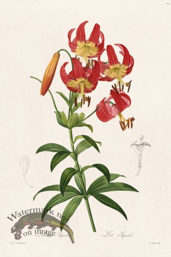 (image for) Les Liliacees Redoute 103