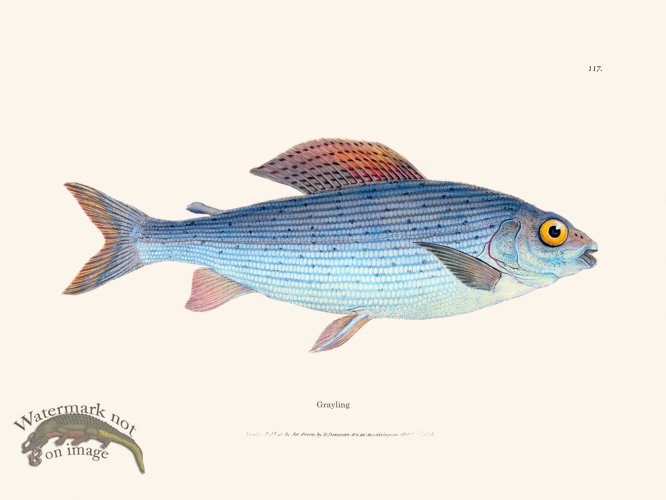 (image for) 117 Grayling