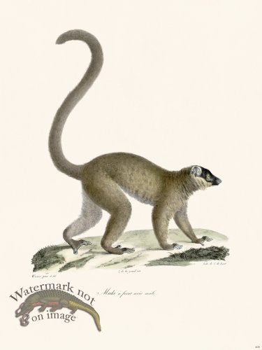 (image for) Cuvier 409 Black-Faced Maki