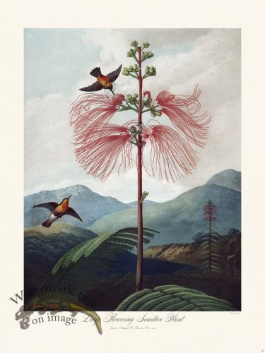 (image for) 17 Large Flowering Sensitive Plant