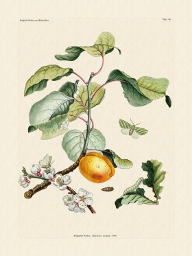 Wilkes Butterflies 096