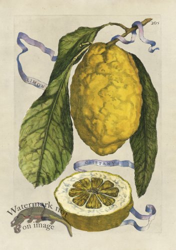 (image for) Ferrari 205