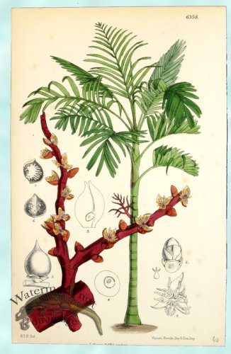 (image for) Curtis Palms 04