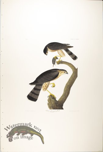 (image for) Sharp-Skinned Hawk