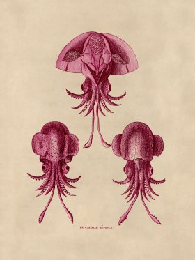 Octopus Pink 44
