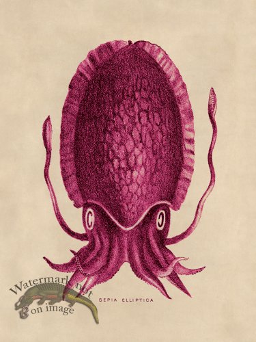 (image for) Octopus Pink 12