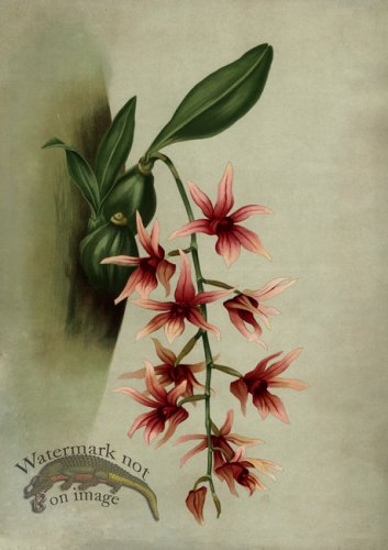 (image for) orchid 12