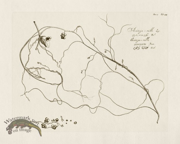 (image for) HORTUS VOl 07 44