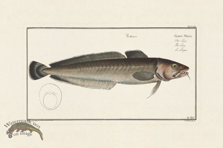 (image for) BLOCH FISH 069