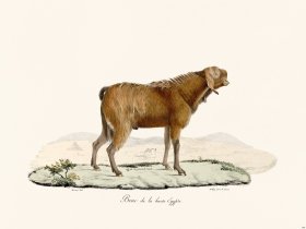 Cuvier 149 Goat of High Egypt