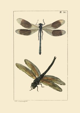 Dragon Fly 14