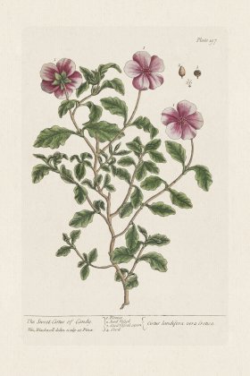 BEE 197 The Sweet Cistus of Candy