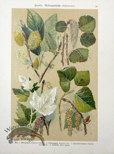 (image for) Botanical Atlas 1911 04