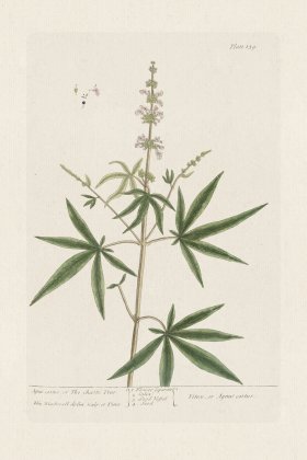 BEE 139 Agnus castus