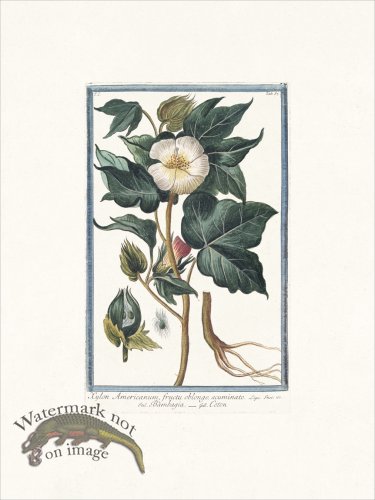 (image for) Bonelli 057 Coton