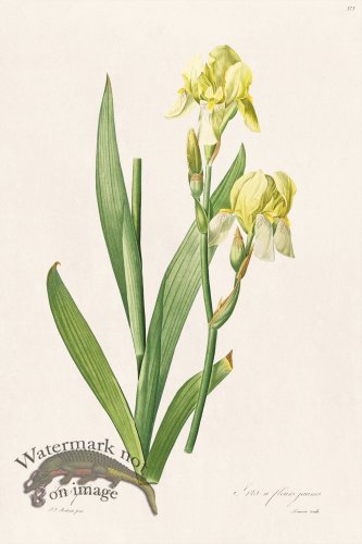 (image for) Les Liliacees Redoute 375