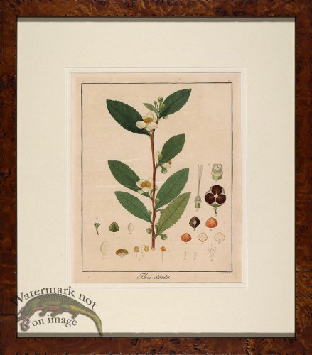 (image for) Hayne\'s Botanical in Burl 15