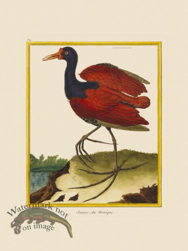 (image for) Martinet Bird 322