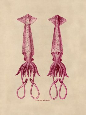 Octopus Pink 42