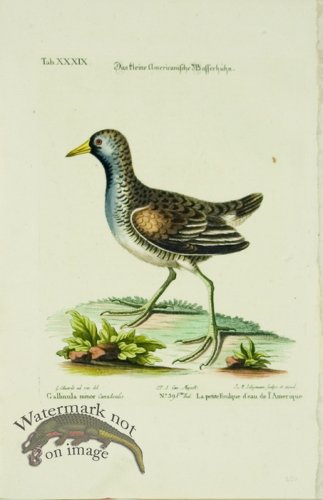 (image for) Seligmann WB 12