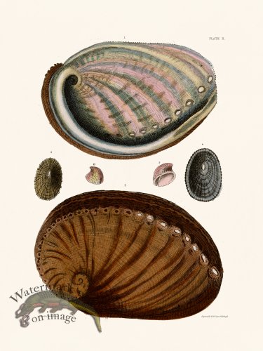 (image for) Cpt Brown Shell 10