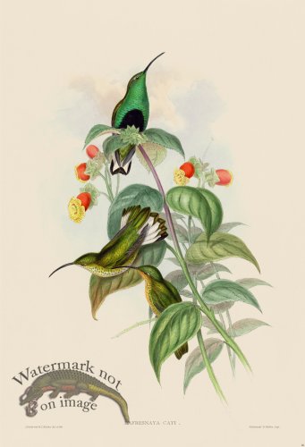 (image for) Gould Hummingbird 086