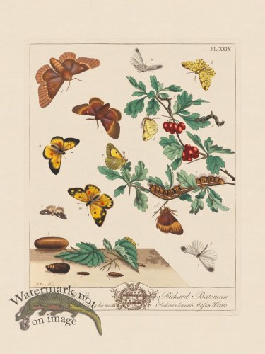 Moses Harris Insects 29