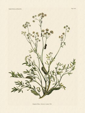 Wilkes Butterflies 109