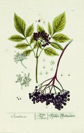 Blackwell German 081