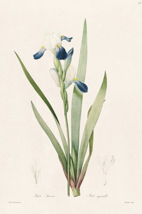 Les Liliacees Redoute 336