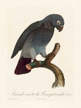 Barraband Parrot 102