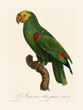 Barraband Parrot 086