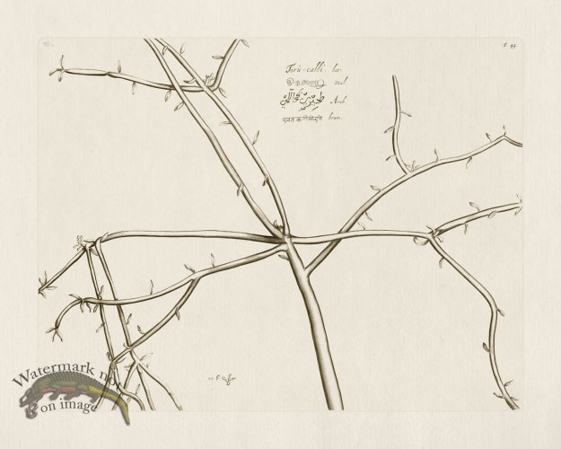 (image for) HORTUS VOL 02 44