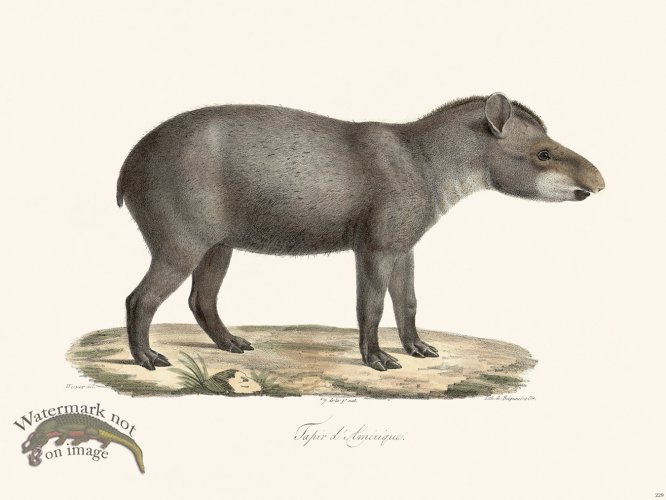 Cuvier 229 Tapir of America